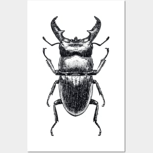 Stag Beetle drawing Posters and Art